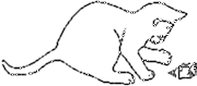 Cat (11)