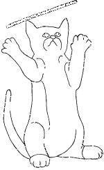 Cat (12)