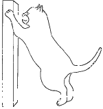Cat (15)