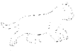 Cat (20)